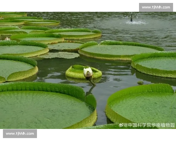 亚马孙王莲:黑夜绽放的 “善变花王” 亚马孙王莲:黑夜绽放的 “善变花王”